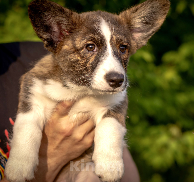 Собаки в Кемерово: Девочка вельш корги кардиган Девочка, 60 000 руб. - фото 6
