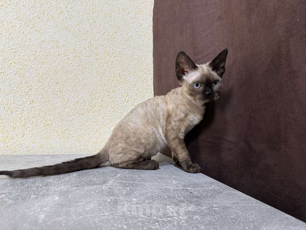 Кошки в Москве: Минковая кошечка девон рекс Девочка, 85 000 руб. - фото 10