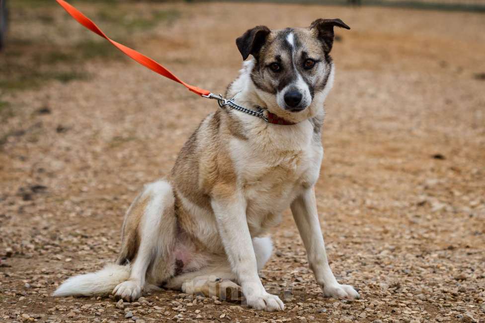 Собаки в Москве: Дейзи Девочка, Бесплатно - фото 9
