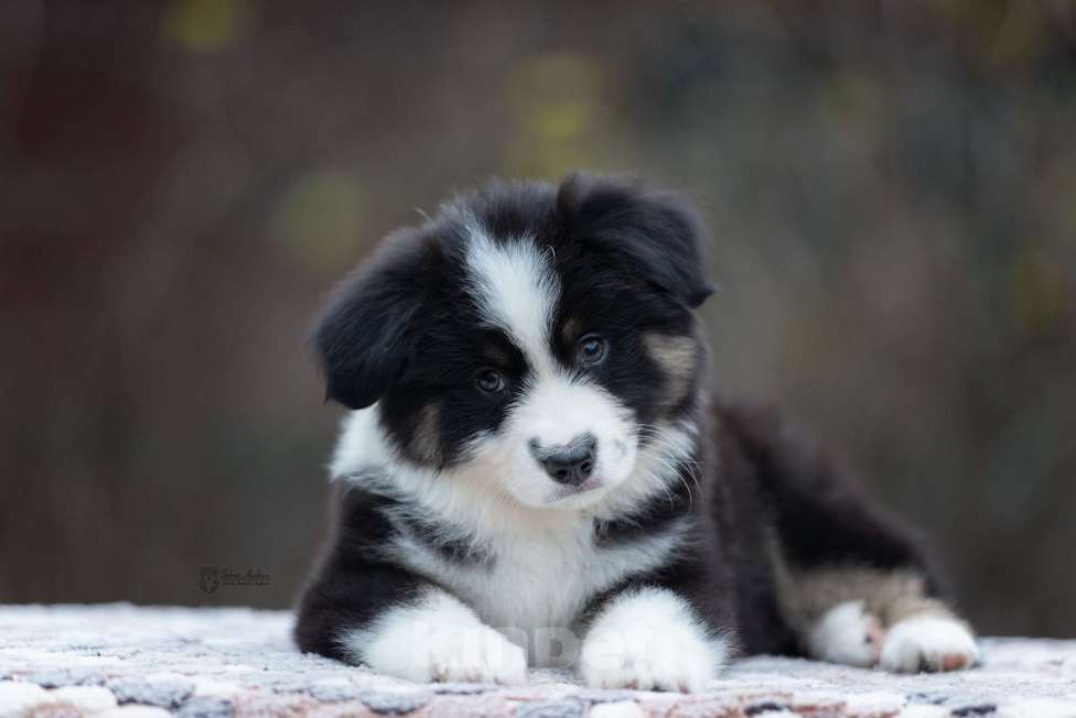 Собаки в Москве: Миниатюрная американская овчарка (мини-аусси) Девочка, 100 000 руб. - фото 2