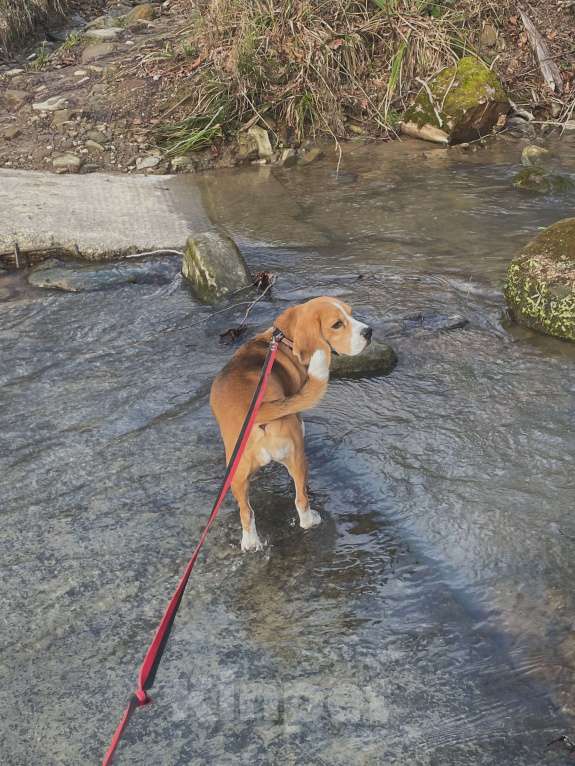 Собаки в Сочи: Бигль  Девочка, 5 000 руб. - фото 3