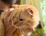 Кошки в Москве: Рыжая солнечная кошечка Злата в дар Девочка, Бесплатно - фото 5