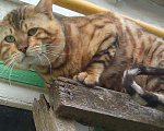 Кошки в Семенове: котик н6а вязку, 3 000 руб. - фото 2