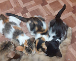 Кошки в Мураше: Котята, 199 руб. - фото 3