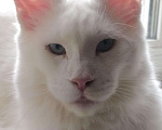 Кошки в Малоархангельске: Котята Мейн куна, 8 000 руб. - фото 1