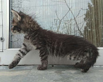 Кошки в Москве: Котята мейн куны, 12 000 руб. - фото 3