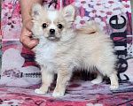 Собаки в Ульяновске: щенок чихуахуа Девочка, 40 000 руб. - фото 1
