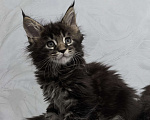 Кошки в Санкт-Петербурге: Чистокровные породистые котята Мейн-кун Мальчик, Бесплатно - фото 3