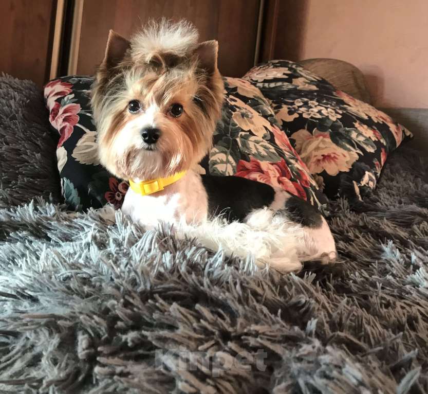 Собаки в Краснодаре: Вязка кобель Мальчик, Бесплатно - фото 1