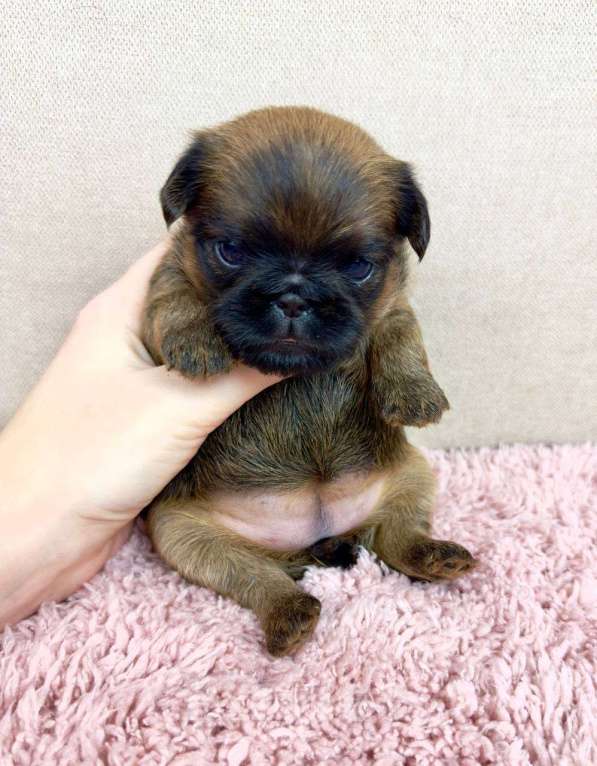 Собаки в Москве: ЛИЛА Девочка, 90 000 руб. - фото 4