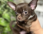 Собаки в Москве: Шоколадная девочка- чихуа Девочка, 30 000 руб. - фото 4