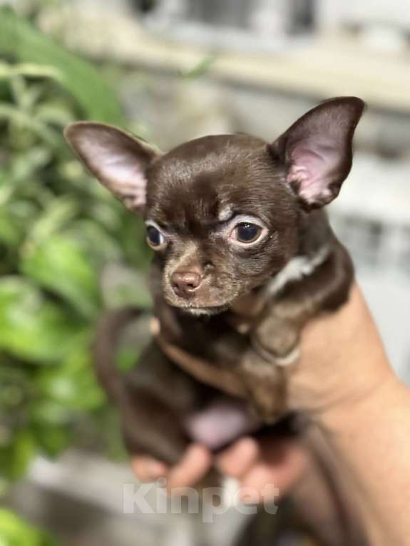 Собаки в Москве: Шоколадная девочка- чихуа Девочка, 30 000 руб. - фото 4