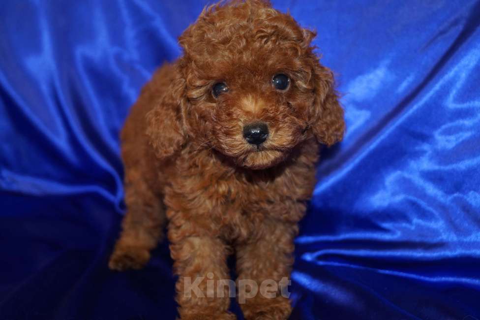 Собаки в Москве: Мальчик карликового пуделя- РКФ Мальчик, 65 000 руб. - фото 5