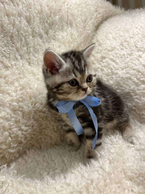 Кошки в Нижнем Новгороде: Шотландские котята с родословной  Девочка, 17 500 руб. - фото 3