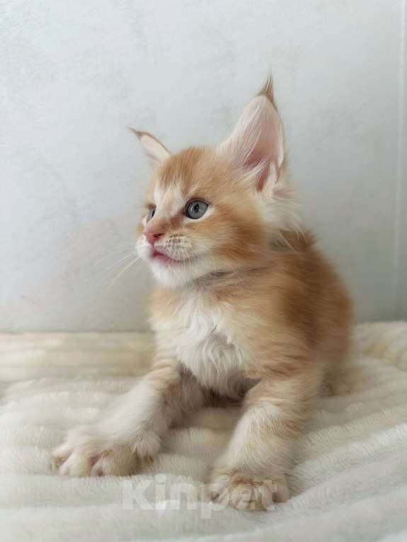 Кошки в Москве: Мейн-Кун котенок с документами WCF Мальчик, 65 000 руб. - фото 4