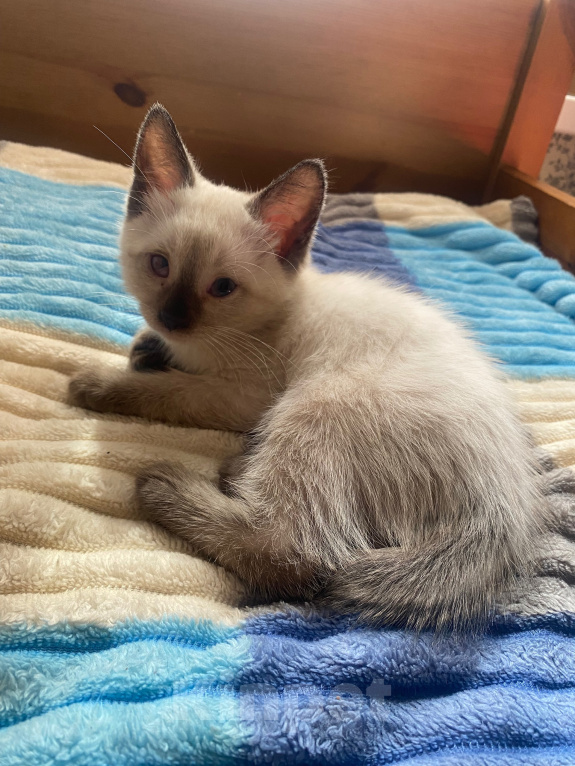 Кошки в Уфе: котята в добрые руки Разнополые, Бесплатно - фото 5