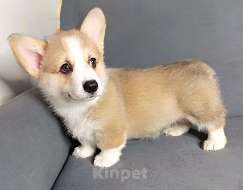 Собаки в других городах Краснодарского края: Мальчик-крвсавчик вельш-корги пемброк Мальчик, 50 000 руб. - фото 1