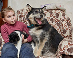 Собаки в Москве: Маленький ласковый пёсик Фуфик ищет дом Мальчик, 1 руб. - фото 2