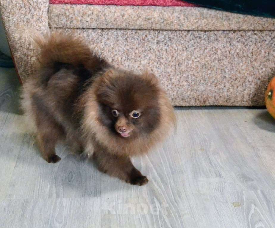 Собаки в Ореховом-Зуево: Шоколадка Девочка, 40 000 руб. - фото 3