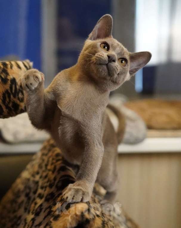 Кошки в Подольске: Бурманский Котенок Мальчик, 45 000 руб. - фото 2