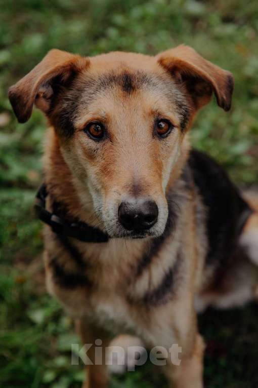Собаки в Москве: Джой Мальчик, Бесплатно - фото 23