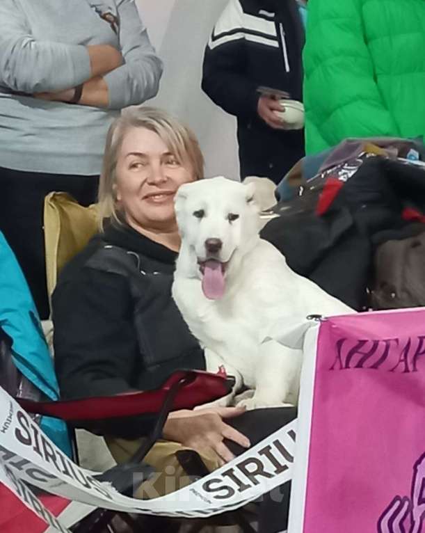 Собаки в Москве: Питомник САО предлагает к приобретению  Девочка, 60 000 руб. - фото 1