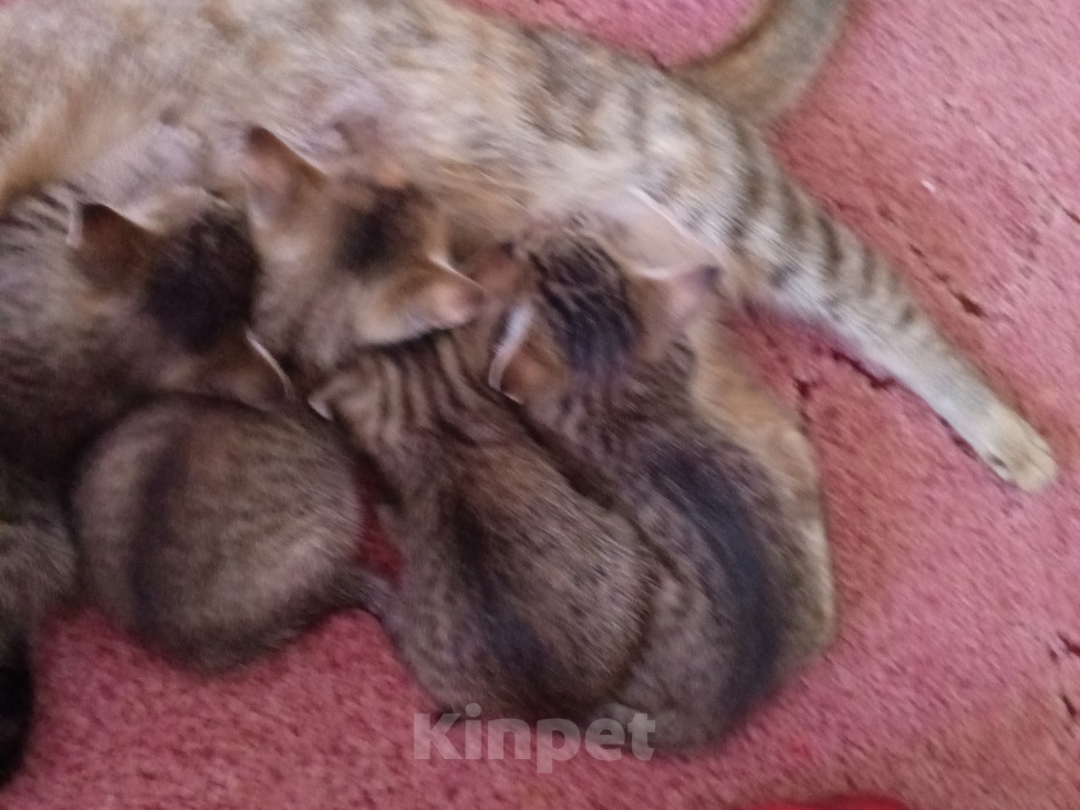 Кошки в других городах Башкортостана: Шотландский прямоухий котёнок ( помесь) Девочка, 450 руб. - фото 4