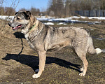 Собаки в Королеве: Пани: собака с душой, ждущей тепла Девочка, Бесплатно - фото 8