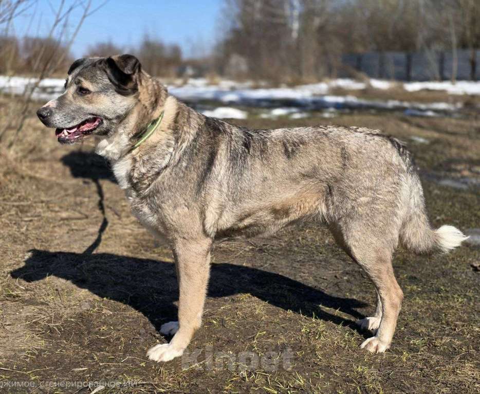 Собаки в Королеве: Пани: собака с душой, ждущей тепла Девочка, Бесплатно - фото 8