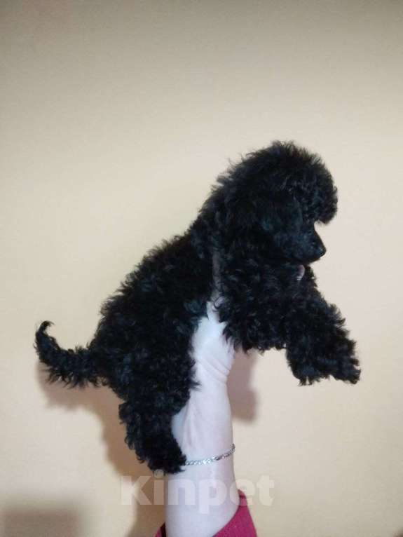 Собаки в других городах Белгородской области: Той пудель ,девочка Девочка, 45 000 руб. - фото 2