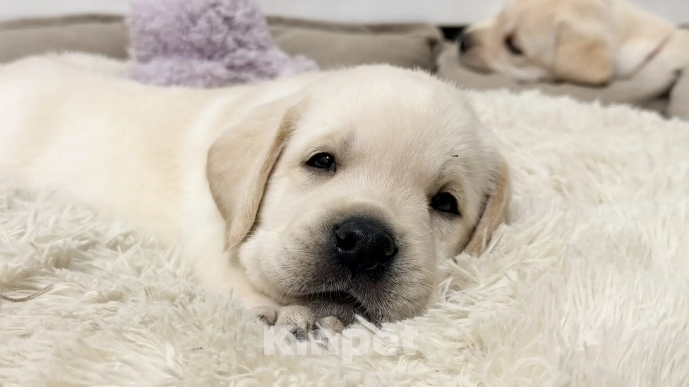 Собаки в Иркутске: ЩЕНКИ ЛАБРАДОРА РЕТРИВЕРА Разнополые, 60 000 руб. - фото 6