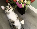 Кошки в Санкт-Петербурге: Котенок подросток ищет дом! Мальчик, Бесплатно - фото 2