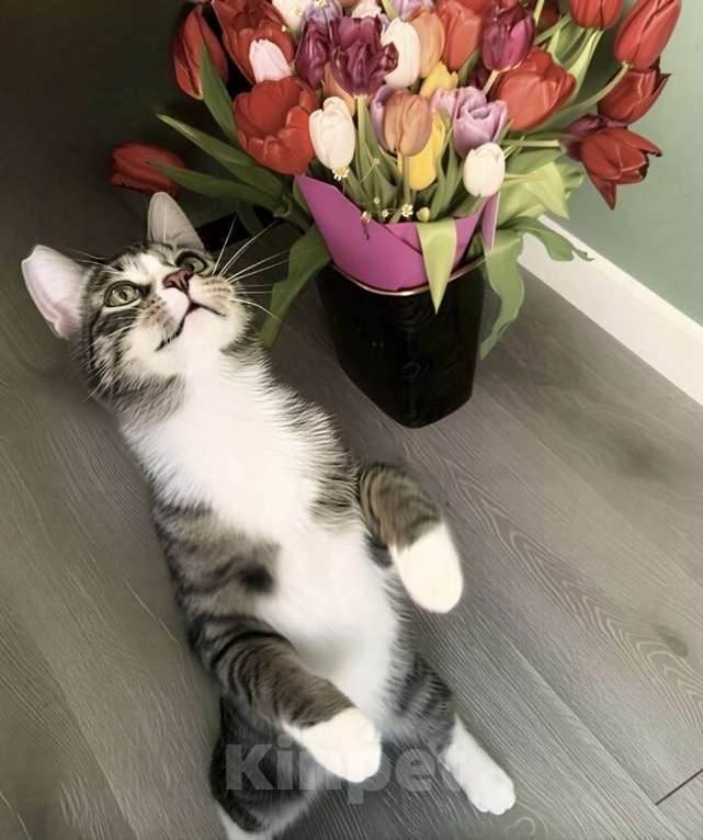 Кошки в Санкт-Петербурге: Котенок подросток ищет дом! Мальчик, Бесплатно - фото 2