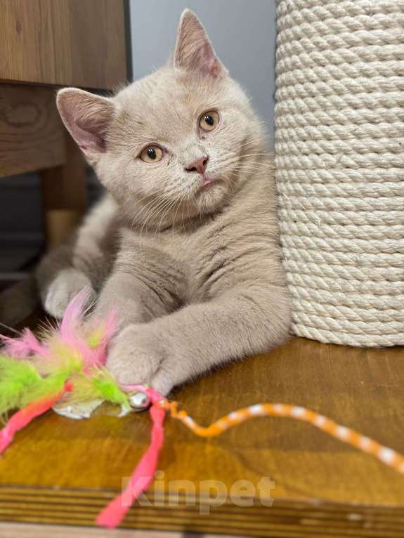 Кошки в Москве: Мальчик британец фавн Мальчик, 35 000 руб. - фото 5