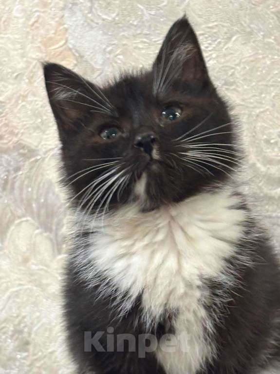 Кошки в Москве: Пушистый Фунтик. Котенок в добрые руки. Мальчик, Бесплатно - фото 2