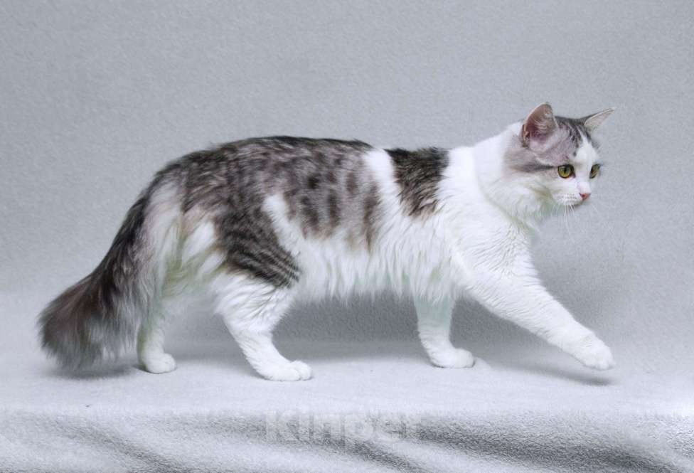 Кошки в Москве: Серебристый кот Витюша с роскошным хвостом в дар Мальчик, 1 руб. - фото 6