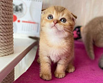 Кошки в Нижнем Новгороде: Шоколадный котик Симба Мальчик, 18 000 руб. - фото 8