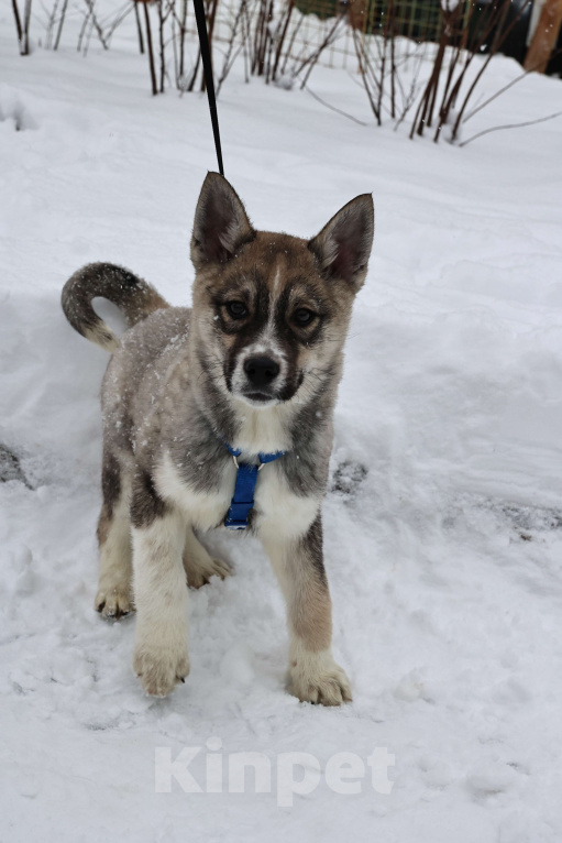 Собаки в Москве: Щенок бесплатно в Москве Девочка, Бесплатно - фото 7