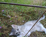 Кошки в Москве: Прострою в добрые руки Девочка, Бесплатно - фото 2