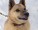 Собаки в других городах Пермского края: Не пес, а звезда! Мальчик, Бесплатно - фото 2