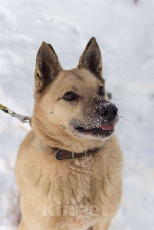 Собаки в других городах Пермского края: Не пес, а звезда! Мальчик, Бесплатно - фото 2