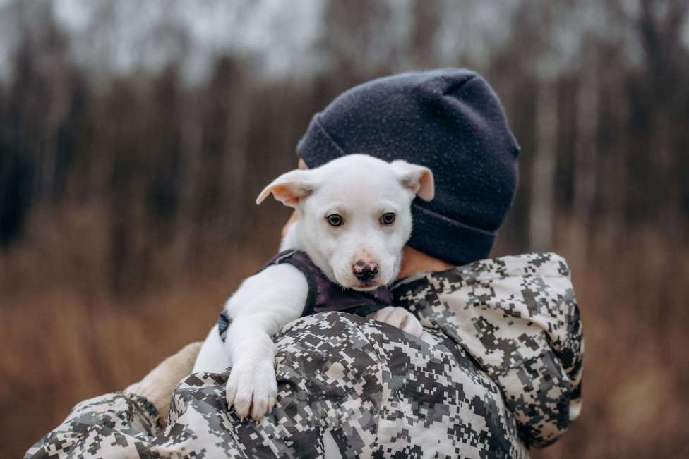 Собаки в Москве: Щенок- мальчик Мальчик, Бесплатно - фото 4
