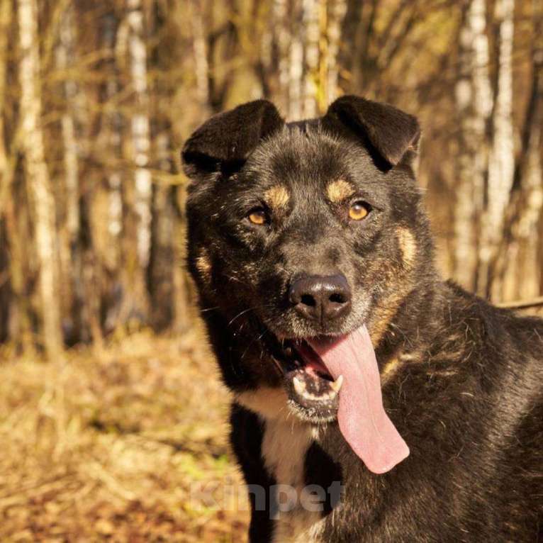 Собаки в Москве: Боня Девочка, Бесплатно - фото 2