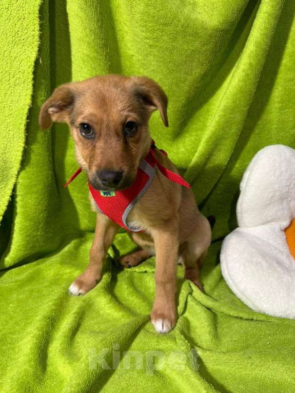 Собаки в Химках: Девочка  Девочка, Бесплатно - фото 3