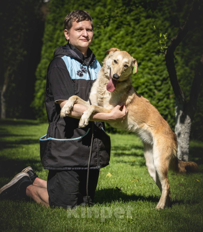 Собаки в других городах Московской области: Рыжая собака Апельсинка ищет дом! Девочка, Бесплатно - фото 9