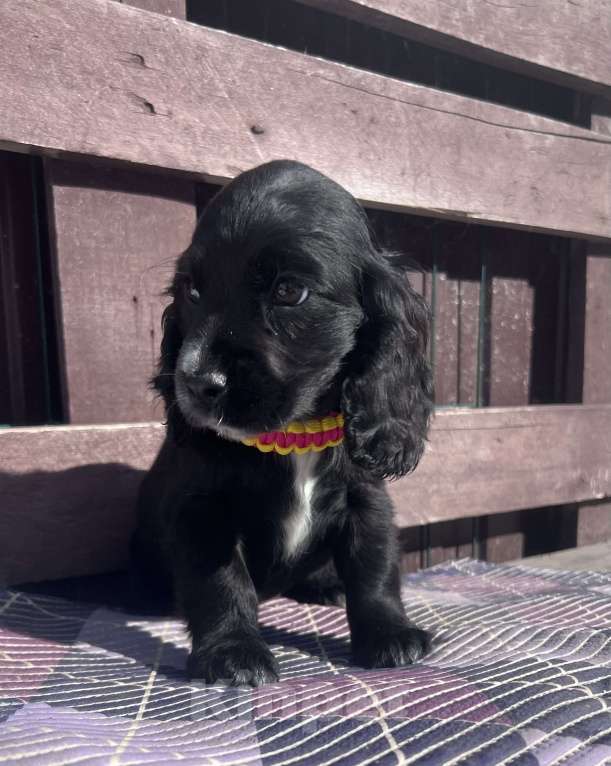 Собаки в других городах Ставропольского края: Английский Кокер спаниель  Девочка, 20 000 руб. - фото 5