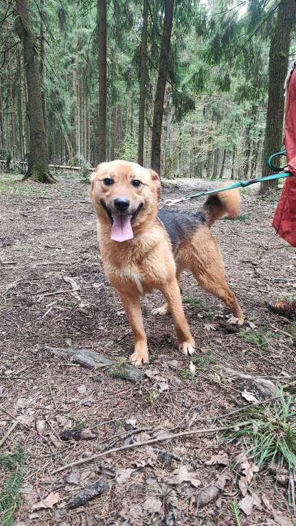 Собаки в других городах Московской области: Собака из приюта Мальчик, Бесплатно - фото 5