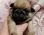 Собаки в Волгограде: Шенки мопс  Девочка, 25 000 руб. - фото 4