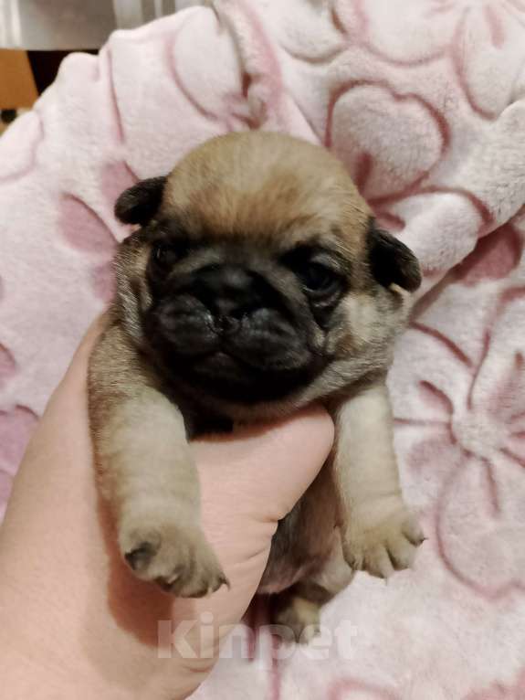 Собаки в Волгограде: Шенки мопс  Девочка, 25 000 руб. - фото 4