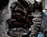 Кошки в Санкт-Петербурге: Ищу котятам любящих хозяев Мальчик, 1 руб. - фото 2